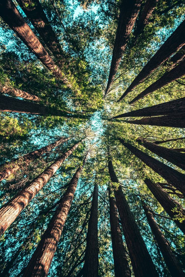 Chiome di alberi ad alto fusto viste dal basso