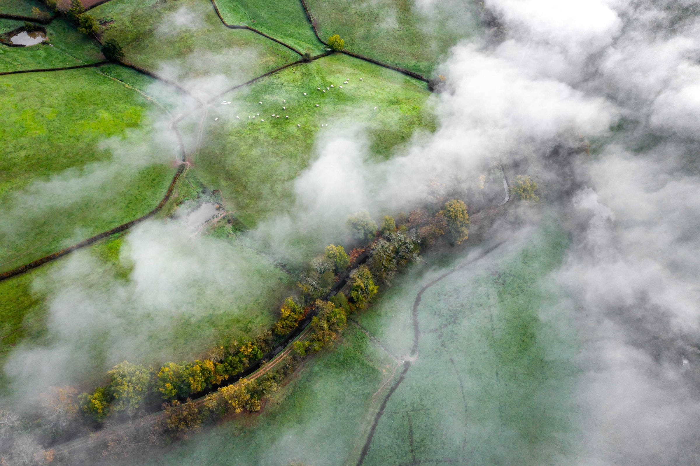 Veduta aerea di campi verdi attraversati dalla nebbia